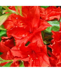 Rhododendron (Mollis Azalee) "Doloroso" P9/C1