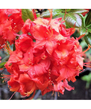 Rhododendron (Mollis Azalee) "Doloroso" P9/C1