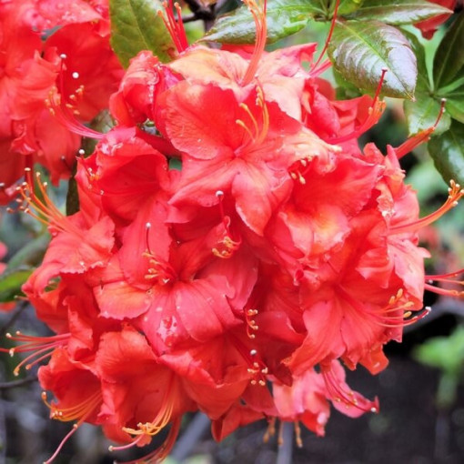 Rhododendron (Mollis Azalee) "Doloroso" P9/C1