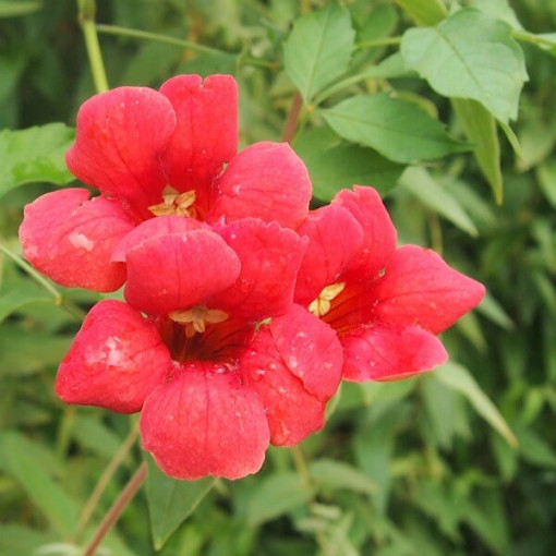 Amerikanische Trompetenblume, 4L Topf