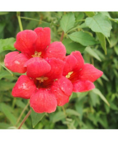 Amerikanische Trompetenblume, 4L Topf