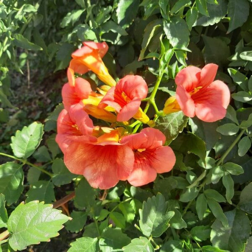 Amerikanische Trompetenblume, 4L Topf