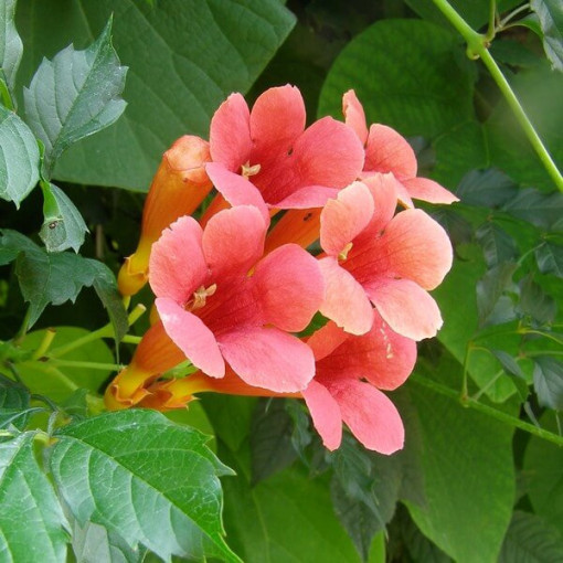 Amerikanische Trompetenblume, 4L Topf
