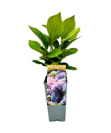 Gartenhortensie Bouquet Rose, 2L Topf