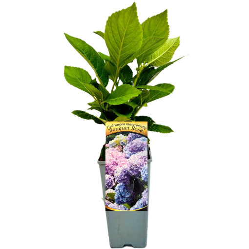 Gartenhortensie Bouquet Rose, 2L Topf