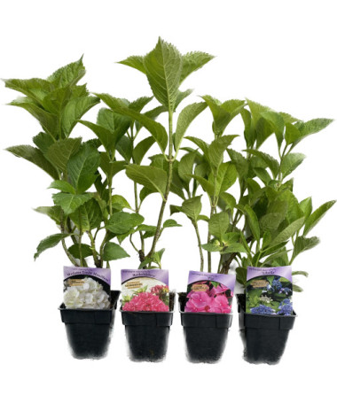 Gartenhortensie Soeur Therese, 2L Topf