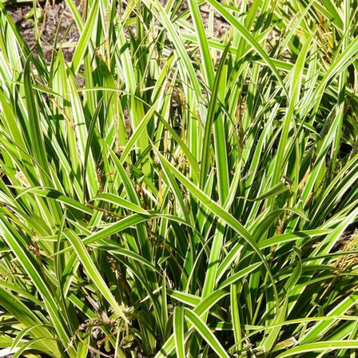 Japan-Segge 'Ice Dance', P9/C1