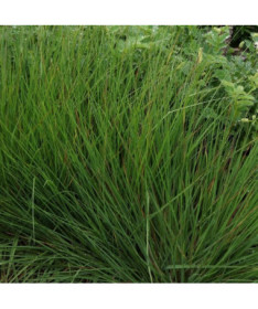 Blauschwingel 'Moorhexe', P9/C1