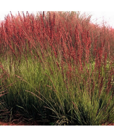 Blauschwingel 'Moorhexe', P9/C1