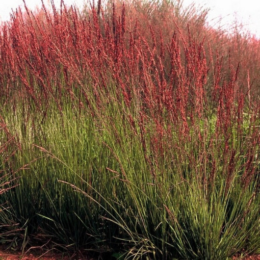 Blauschwingel 'Moorhexe', P9/C1