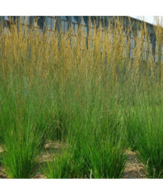 Blauschwingel 'Heidebraut' P9/C1