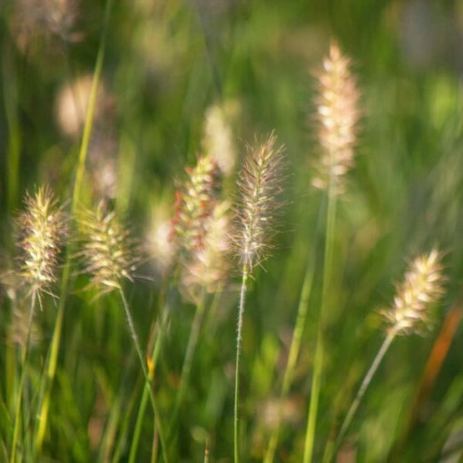 Japanisches Pennisetum 'Little Bunny' P9/C1