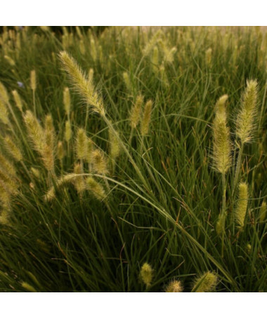 Japanisches Pennisetum 'Little Bunny' P9/C1