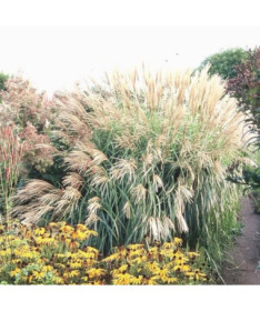 Chinesisches Miscanthus 'Herman Mussel' P9/C1