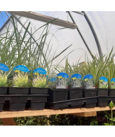 Chinesisches Miscanthus 'Herman Mussel' P9/C1