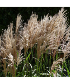 Chinesisches Miscanthus 'Maleparthus' P9/C1