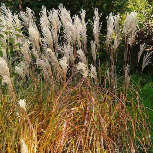 Chinesisches Miscanthus 'Maleparthus' P9/C1