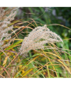 Chinesisches Miscanthus 'Ferner Osten' P9/C1