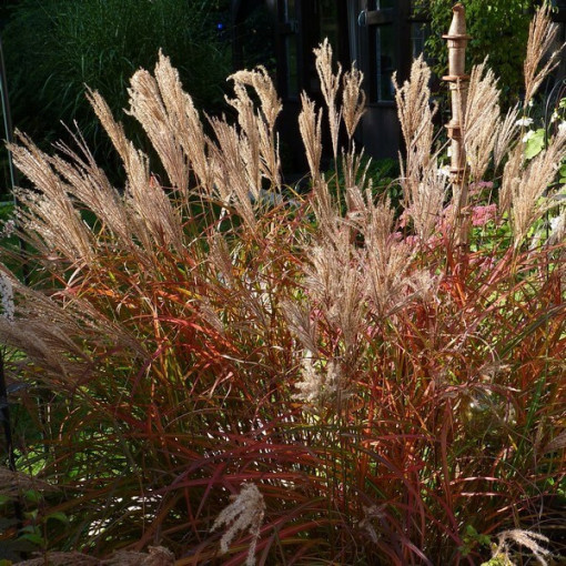 Chinesisches Miscanthus 'Ferner Osten' P9/C1