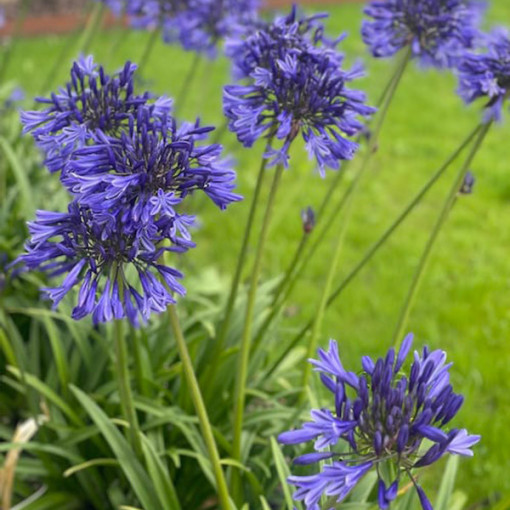 Blaue Agapanthus (Agapanthus Africanus) Setzlinge im 2L Topf