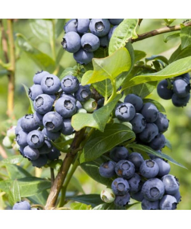 Amerikanische Heidelbeere Spartan, 2L