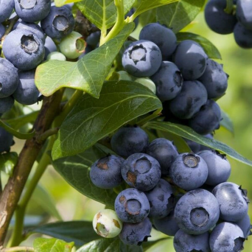 Amerikanische Heidelbeere Spartan, 2L