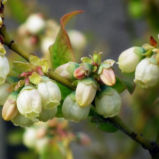 Amerikanische Heidelbeere Spartan, 2L