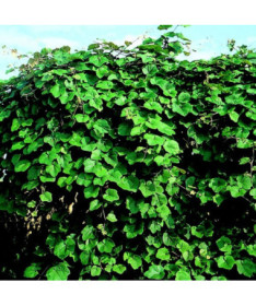 Duftende Weinrebe Vitis Riparia, 2L Topf