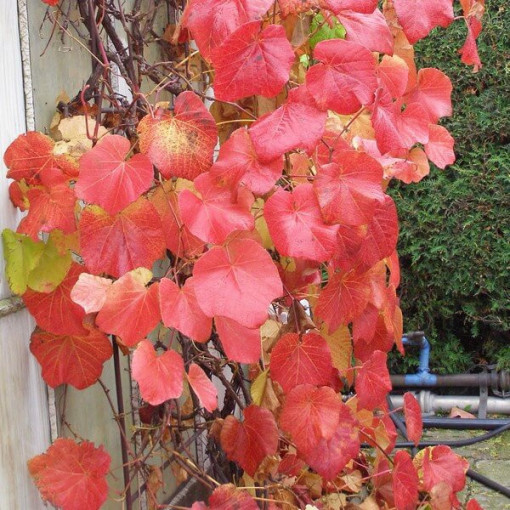 Duftende Weinrebe Vitis Riparia, 2L Topf