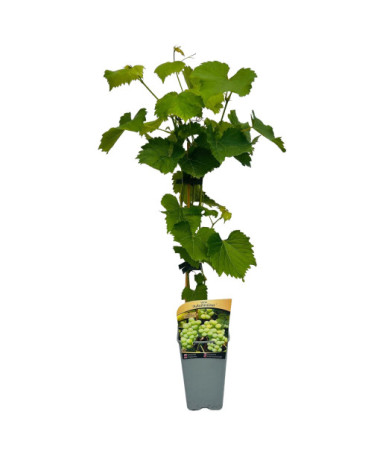 Weinrebe Adalmiina, Topfgröße 2L