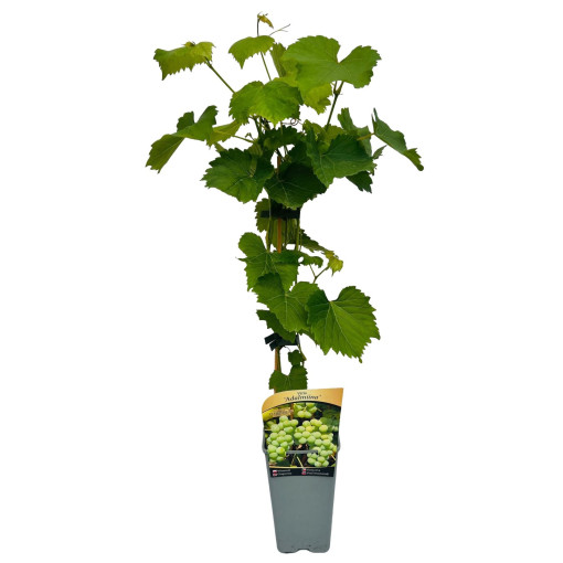 Weinrebe Adalmiina, Topfgröße 2L
