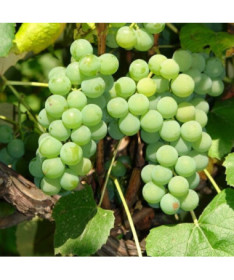 Ontario-Rebe Frostbeständig, 2L Topf