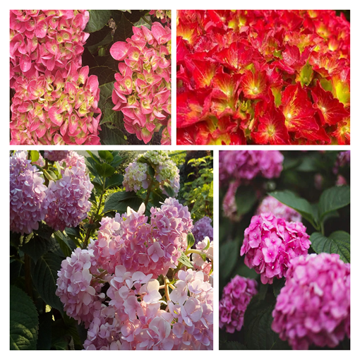 Satz von 5 Stück - Gartenhortensien in P9/C1-Behältern