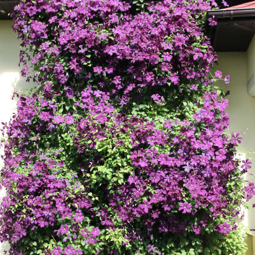 Clematis Polish Spirit, 4L Topf