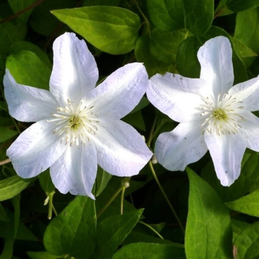Clematis Yukikomachi (großblumig) 4L Topf