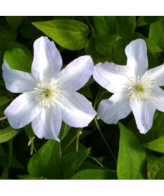 Clematis Yukikomachi (großblumig) 4L Topf
