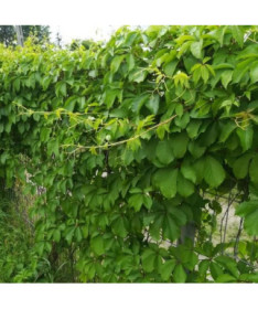 Wilder Wein (fünfblättrig) 'Troki' Topf, 2L