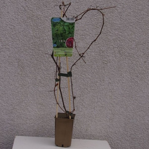 Wilder Wein (fünfblättrig) 'Troki' Topf, 2L