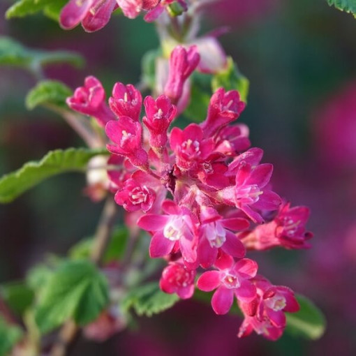 Blutrote Johannisbeere 'Pulborough Scarlet' P9/C1