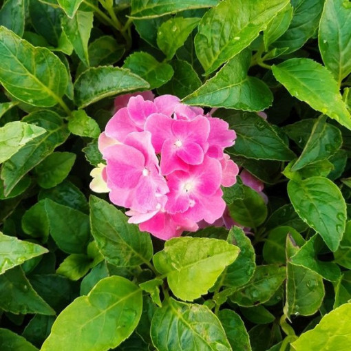 Satz von 5 Stück - Gartenhortensien in P9/C1-Behältern