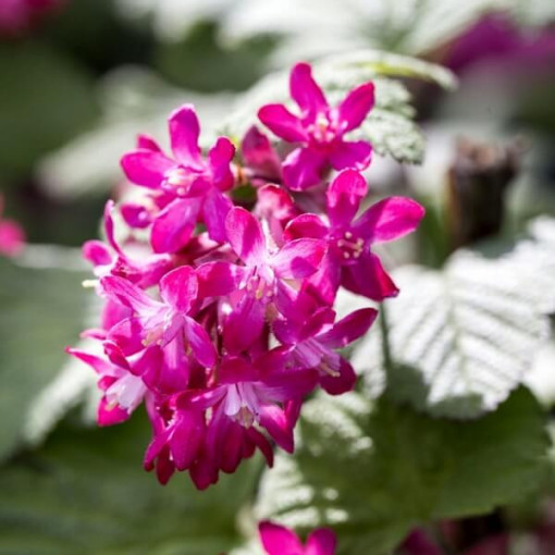 Blutrote Johannisbeere 'Pulborough Scarlet' P9/C1