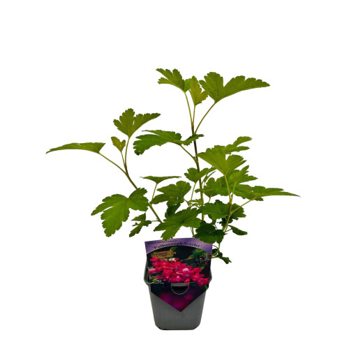 Blutrote Johannisbeere 'Pulborough Scarlet' P9/C1