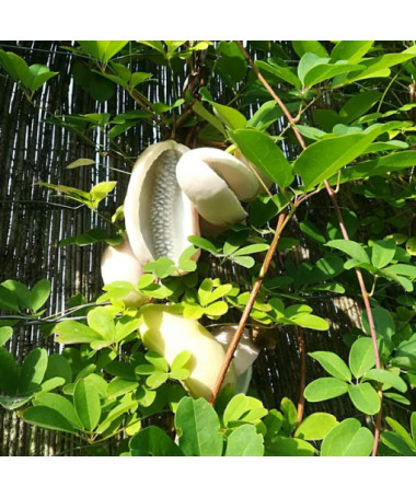 Akebia quinata 'Alba' P9/C1