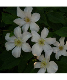 Großblumige Clematis 'Huldine' 4L Topf