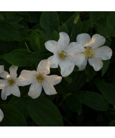 Großblumige Clematis 'Huldine' 4L Topf