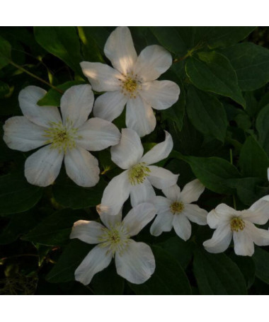 Großblumige Clematis 'Huldine' P9/C1