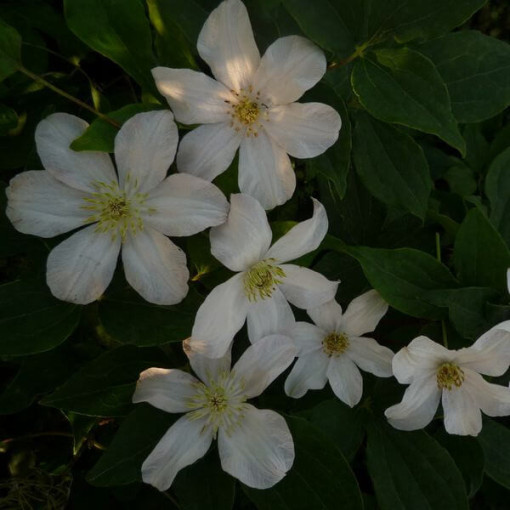 Großblumige Clematis 'Huldine' P9/C1