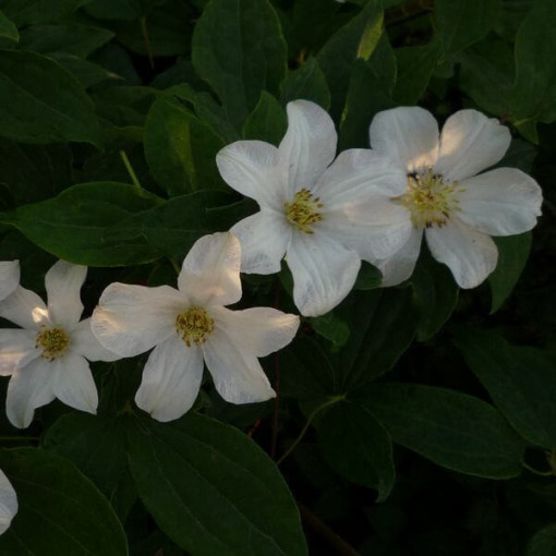 Großblumige Clematis 'Huldine' P9/C1