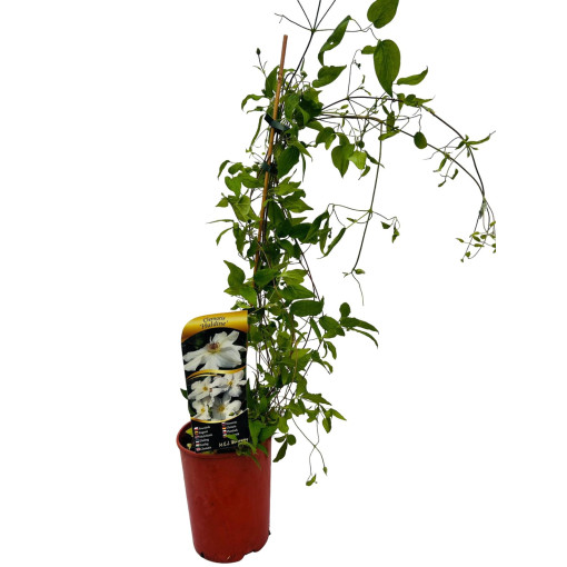 Großblumige Clematis 'Huldine' P9/C1