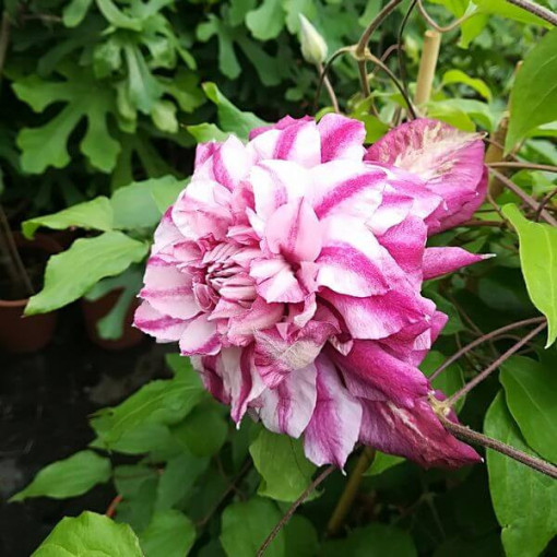 Großblütige Clematis Patricia Ann Fretwell 'Pafar' 4L Topf